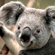 Koala micro